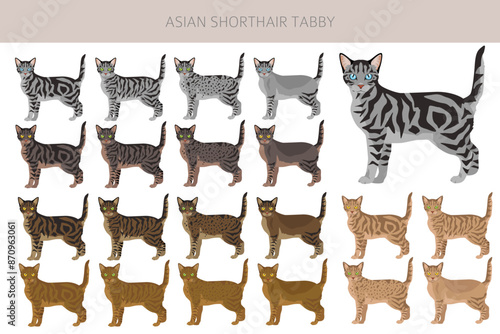 Asian shorthair Tabby cat clipart. All coat colors set.  All cat breeds characteristics infographic