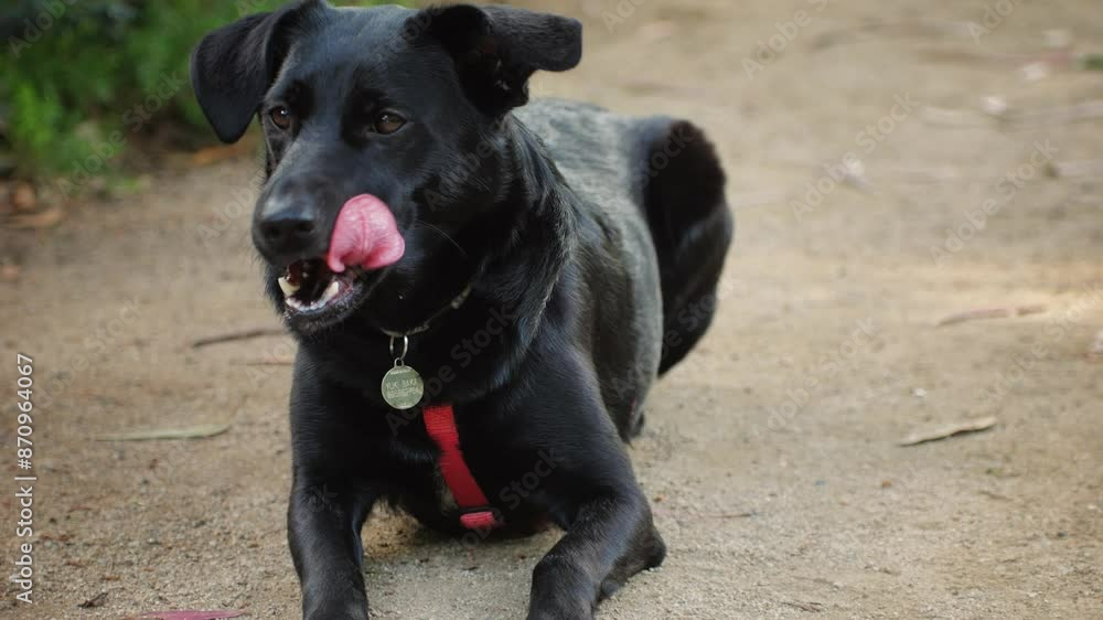 Black Labrador Retriever dog portrait, walking enjoying nature, looking joyful and playful with tongue out Black Labrador Retriever dog portrait, walking enjoying nature, looking joyful and playful with tongue out