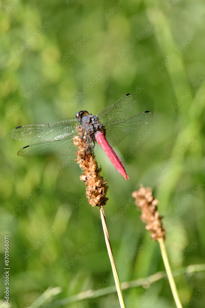 Fototapeta premium closeup the yellow black dragonfly hold on grass plant leaf soft focus natural green brown background.