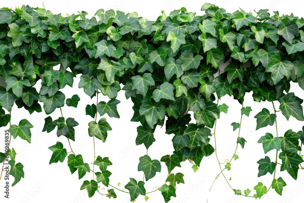 Dense Green Ivy Climbing Dense Green Ivy Climbing