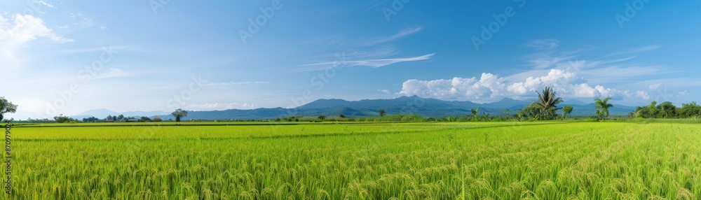 Panoramic view of lush green rice fields with a clear blue sky and mountain range in the background, capturing the beauty of rural landscape. Panoramic view of lush green rice fields with a clear blue sky and mountain range in the background, capturing the beauty of rural landscape.