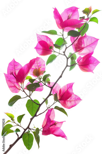 Branch of Pink Flowers with Green Leaves