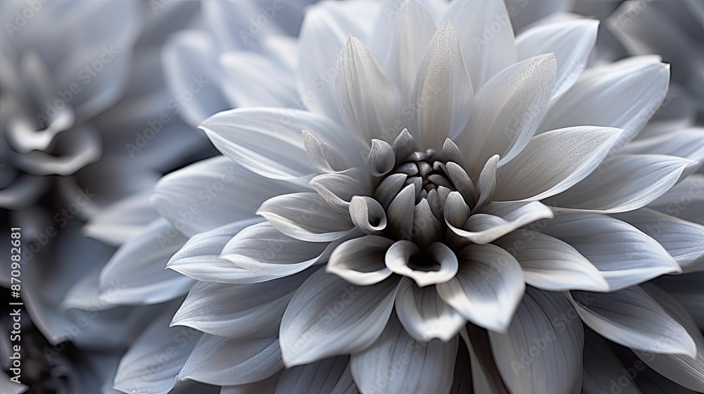 Obraz premium shot flowers gray