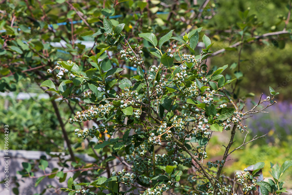 Branched bush of Canadian blueberries in the garden. There are blue fruits on the bush. Branched bush of Canadian blueberries in the garden. There are blue fruits on the bush.