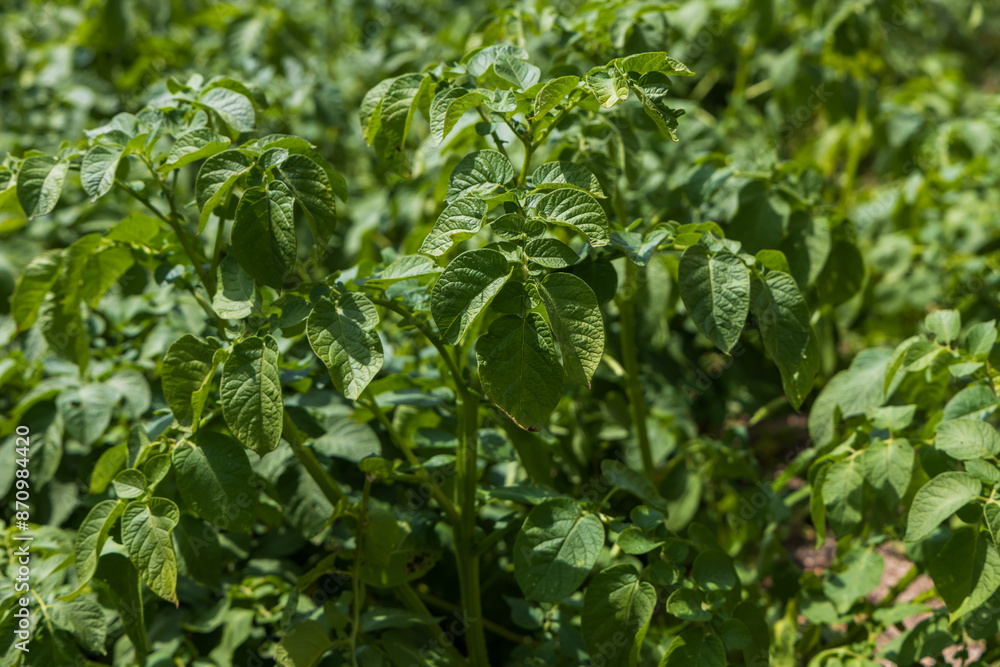 Green stalk of potato fruit in the garden. Green stalk of potato fruit in the garden.