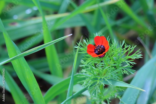 Obraz na płótnie adonis red flower in the park