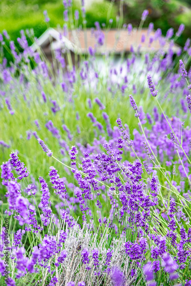 Beautiful summer blooming lavender, bright sunny day, sun rays, flowers close-up Beautiful summer blooming lavender, bright sunny day, sun rays, flowers close-up