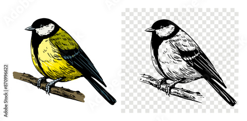 Great tit sketch, realistic bird, hand drawn, vector illustration, black outline