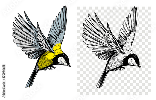 Great tit sketch, realistic bird, hand drawn, vector illustration, black outline