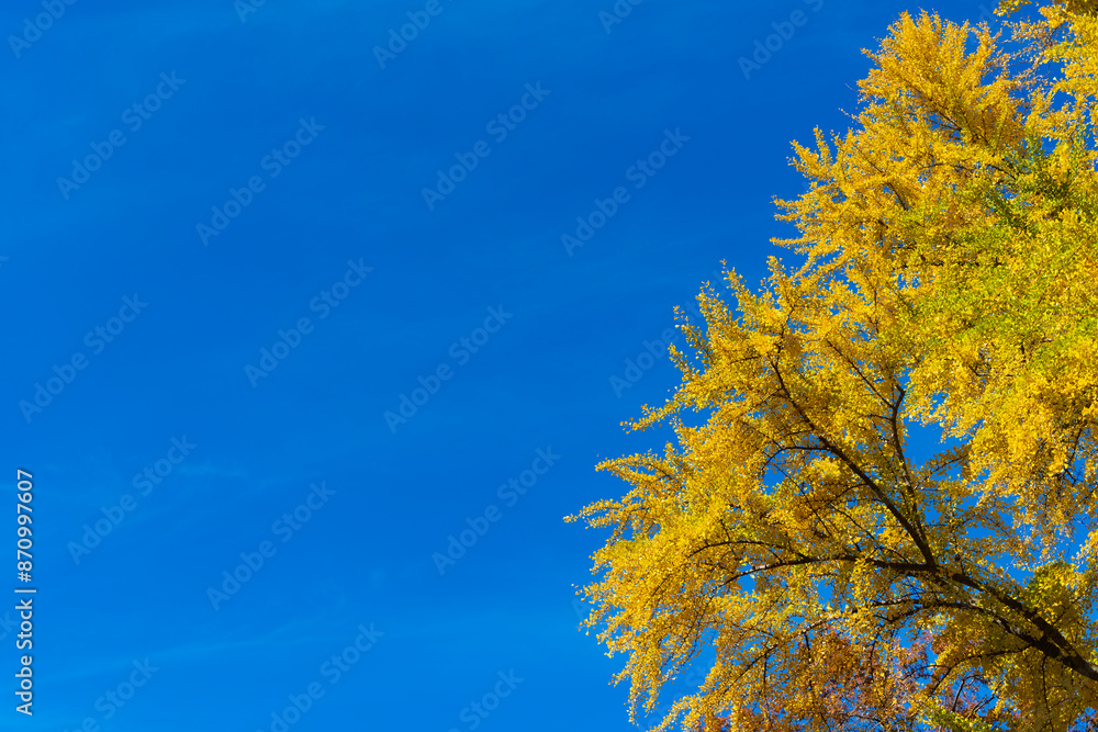 Nature in forest. Fall outdoor. Autumn tree on sky. Nature in fall season. Autumnal season in the park. Seasonal leaves on tree. Natural autumn or fall season. Autumn forest nature. Banner Nature in forest. Fall outdoor. Autumn tree on sky. Nature in fall season. Autumnal season in the park. Seasonal leaves on tree. Natural autumn or fall season. Autumn forest nature. Banner