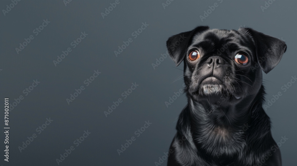 custom made wallpaper toronto digitalA charming black pug with a happy expression sits on a background that allows you to add text.