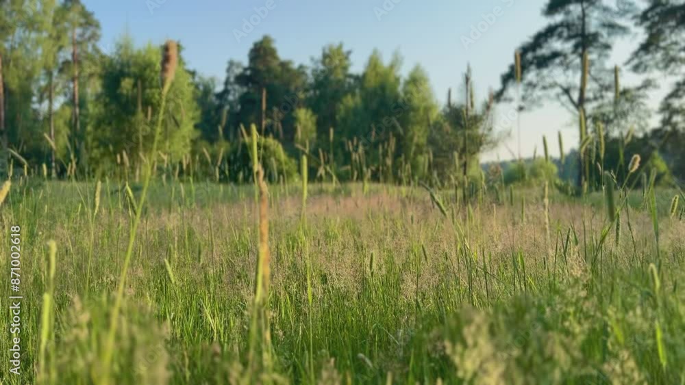 View of pine forest and field at sunset, background View of pine forest and field at sunset, background