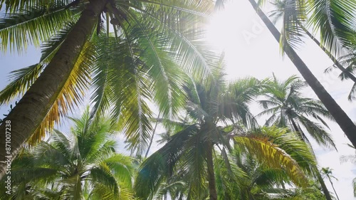 coconut palm tree sunlight summer.