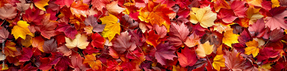 Vibrant Autumn Leaves in Various Shades of Orange, Red, and Yellow Vibrant Autumn Leaves in Various Shades of Orange, Red, and Yellow
