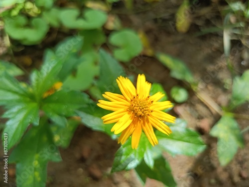 Yellow Flower Chichewa Colorful, Nature, Natural flower photo