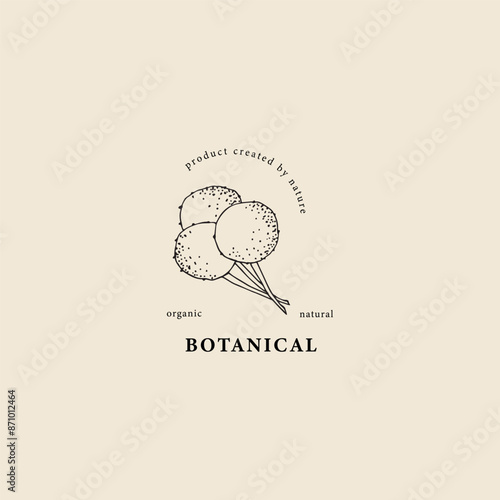 Line art craspedia or Billy buttons flower logo