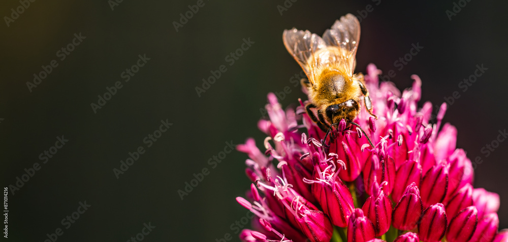 A detailed view of a honey bee pollinating a garlic flower in a lush garden A detailed view of a honey bee pollinating a garlic flower in a lush garden