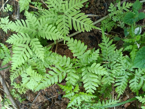 The ferns are a group of vascular plants that reproduce via spores and have neither seeds nor flowers.  photo