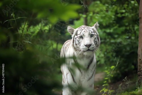 Obraz na płótnie Tigre blanc dans la nature w salonie