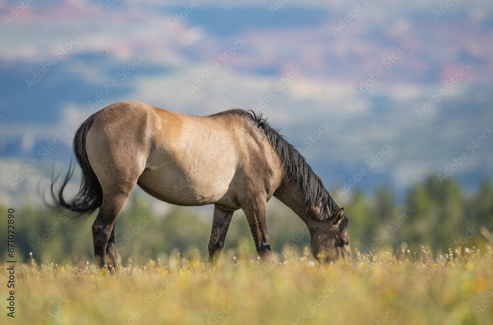 Beautiful Wild Horse in the Pryor Mountains Montana in Summer Beautiful Wild Horse in the Pryor Mountains Montana in Summer
