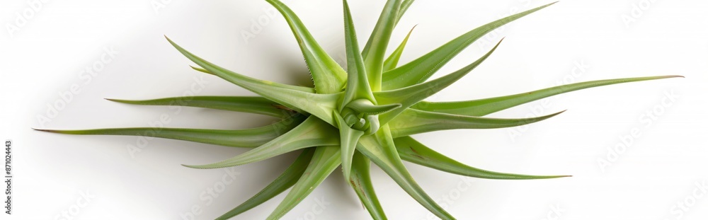 Obraz premium Vibrant green air plant on a white background, with long, slender leaves radiating outward, popular for unique appearance and low maintenance care