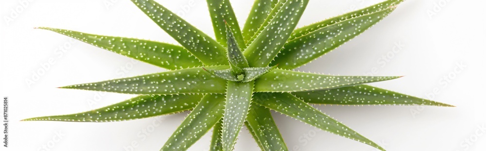 Green aloe vera plant growing on a minimalist white background, showing its beautiful symmetry. This succulent plant is often used for its medicinal properties Green aloe vera plant growing on a minimalist white background, showing its beautiful symmetry. This succulent plant is often used for its medicinal properties