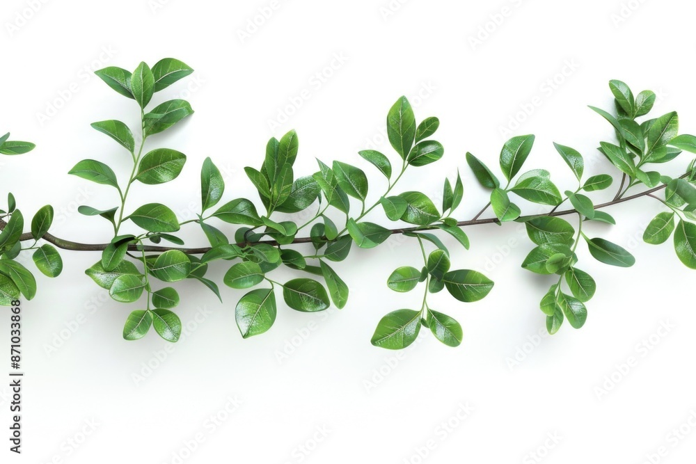 A single green leafed plant on a white background A single green leafed plant on a white background