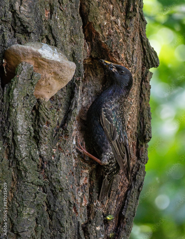 Obraz premium szpak zwyczajny (Sturnus vulgaris) przy dziupli z gniazdem