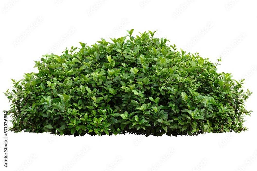 A simple still life image featuring a small bush of green leaves against a pure white background A simple still life image featuring a small bush of green leaves against a pure white background