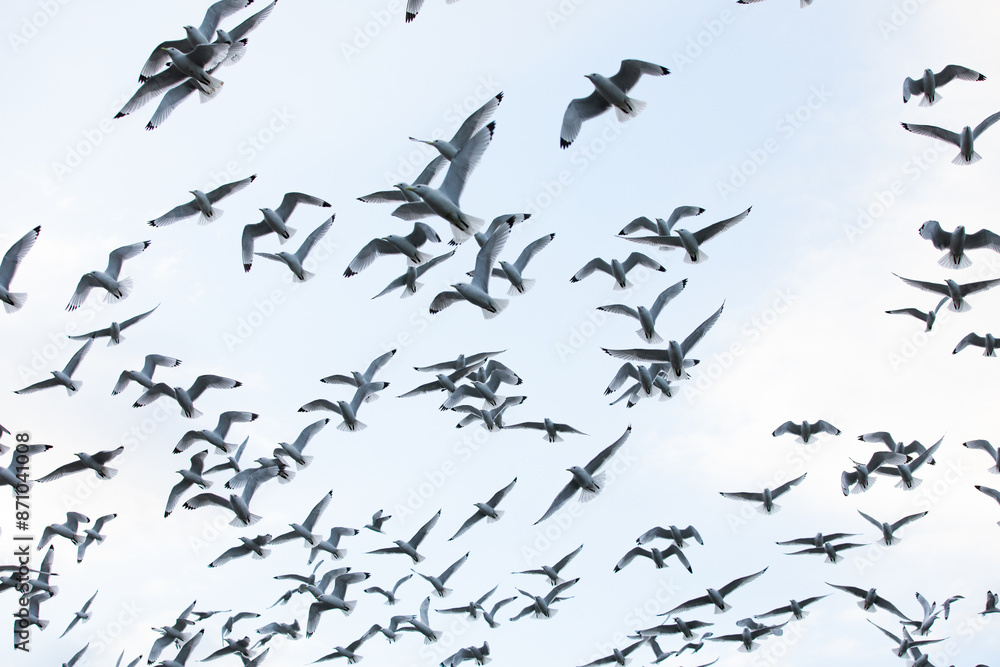 birds in flight birds in flight
