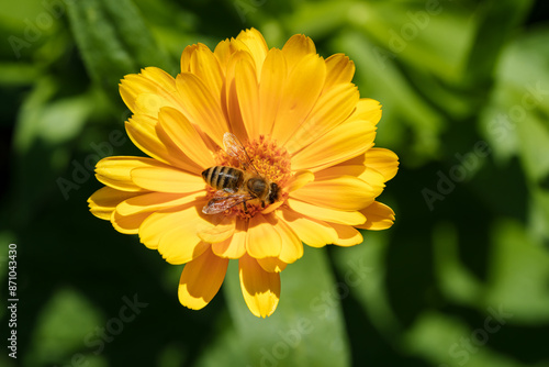 A bee pollinating a yellow flower, highlighting natures beauty and the ecosystem in action