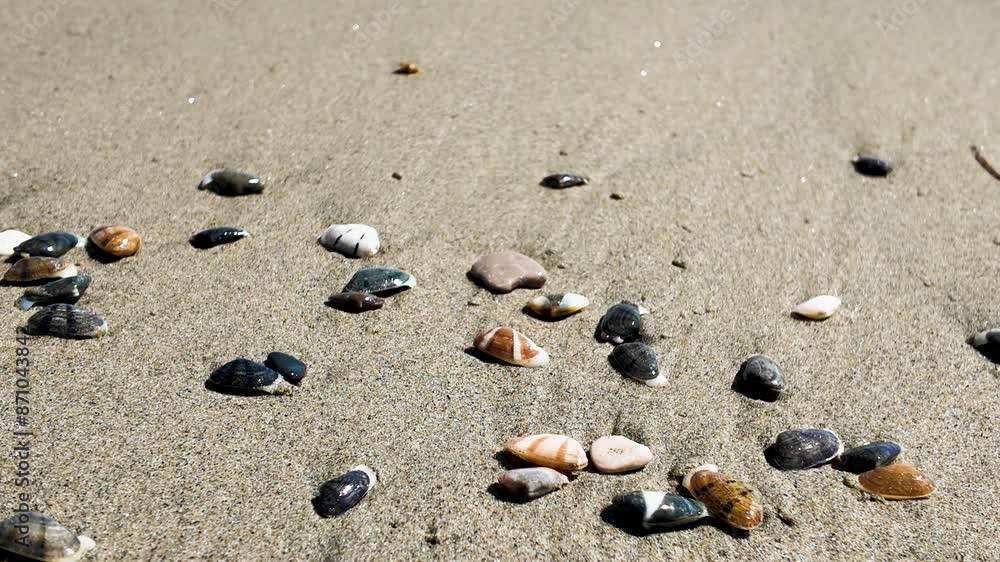 A large family of tellines cockles, sea molluscs such as clams and mussels, quickly hides in the sand within which it lives to feed and take refuge from predators. Waves and sea and delicious to eat A large family of tellines cockles, sea molluscs such as clams and mussels, quickly hides in the sand within which it lives to feed and take refuge from predators. Waves and sea and delicious to eat
