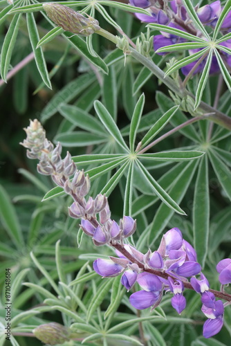 Longleaf Bush Lupine, Lupinus Longifolius, a glorious native shrub displaying raceme inflorescences during Winter in the Santa Monica Mountains. photo