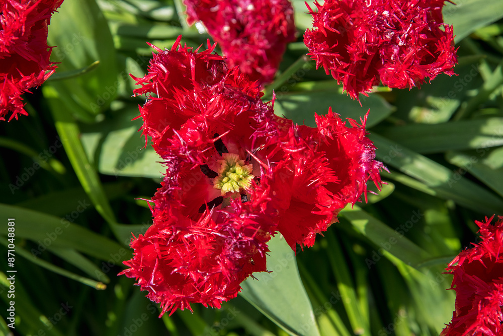 Exotic bright red blooming tulips in a park. Spring landscape Exotic bright red blooming tulips in a park. Spring landscape