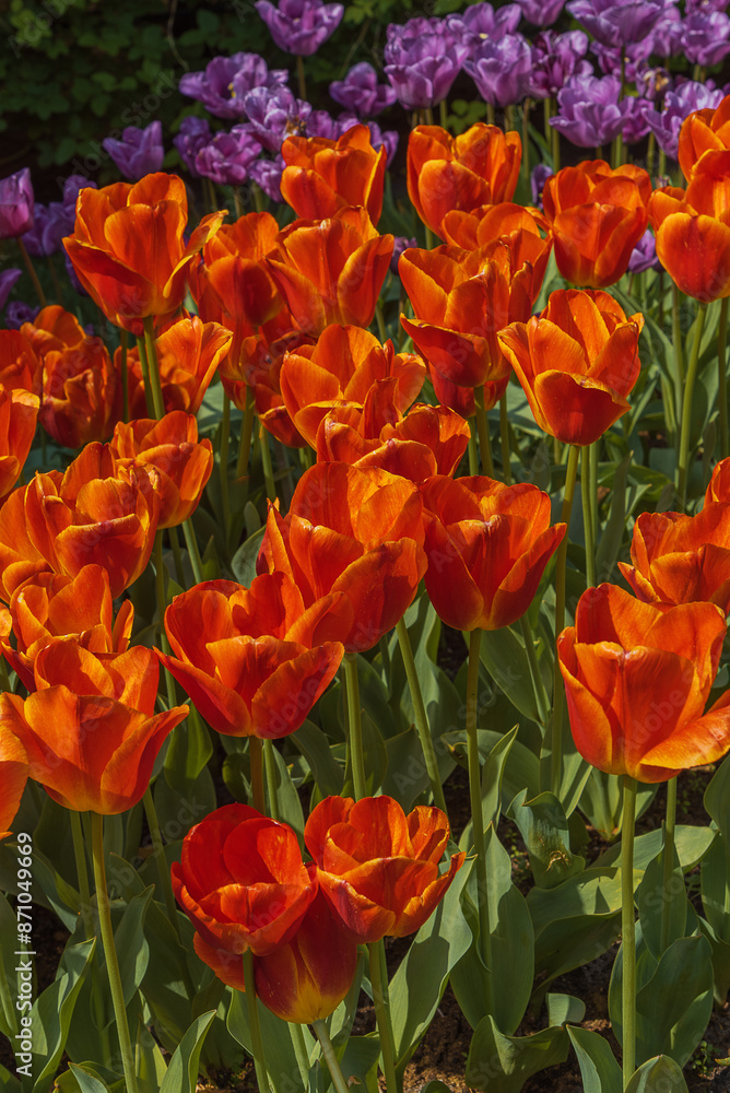 Field of red blooming tulips Koningin Wilhelmina Field of red blooming tulips Koningin Wilhelmina