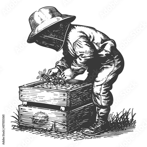 Engraving of Beekeeper Inspecting Hive, Hand Holding Bee Swarm, Vintage Illustration.