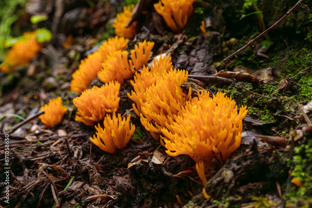 Vibrant orange coral fungus can be found on a forest floor, adding beauty to the environment Vibrant orange coral fungus can be found on a forest floor, adding beauty to the environment