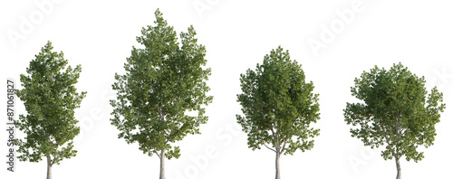 Fotografi Set of 4 Populus tremula (commonly called aspen, common aspen, Eurasian aspen, E