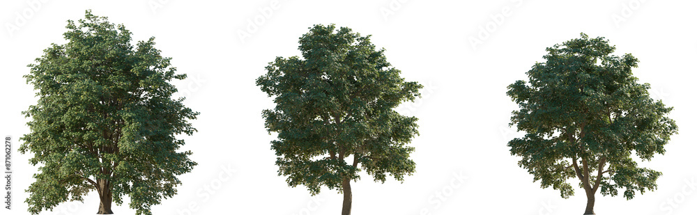 Set of 3 Tilia tomentosa (silver linden in the US and silver lime in the UK) frontal set street trees isolated png in sunny daylight on a transparent background perfectly cutout Set of 3 Tilia tomentosa (silver linden in the US and silver lime in the UK) frontal set street trees isolated png in sunny daylight on a transparent background perfectly cutout