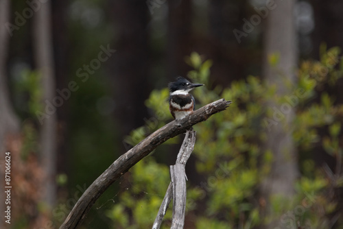 Belted Kingfisher perched above a lake in North Carolina