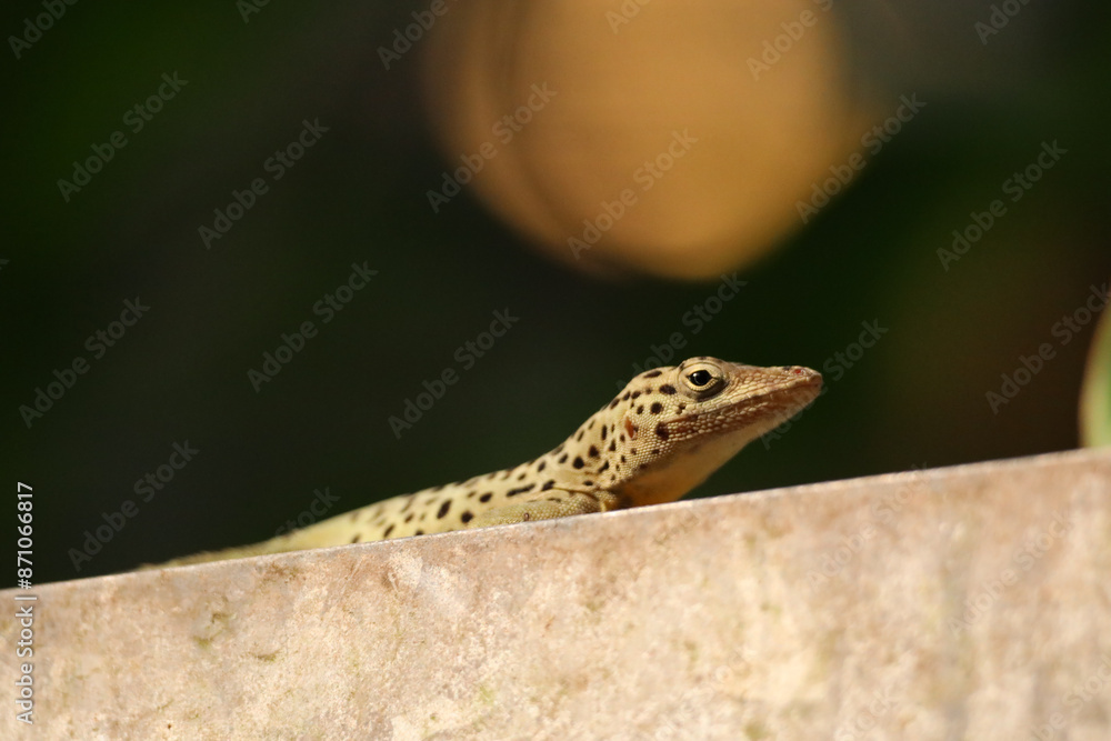 tropical lizard gecko photo tropical lizard gecko photo