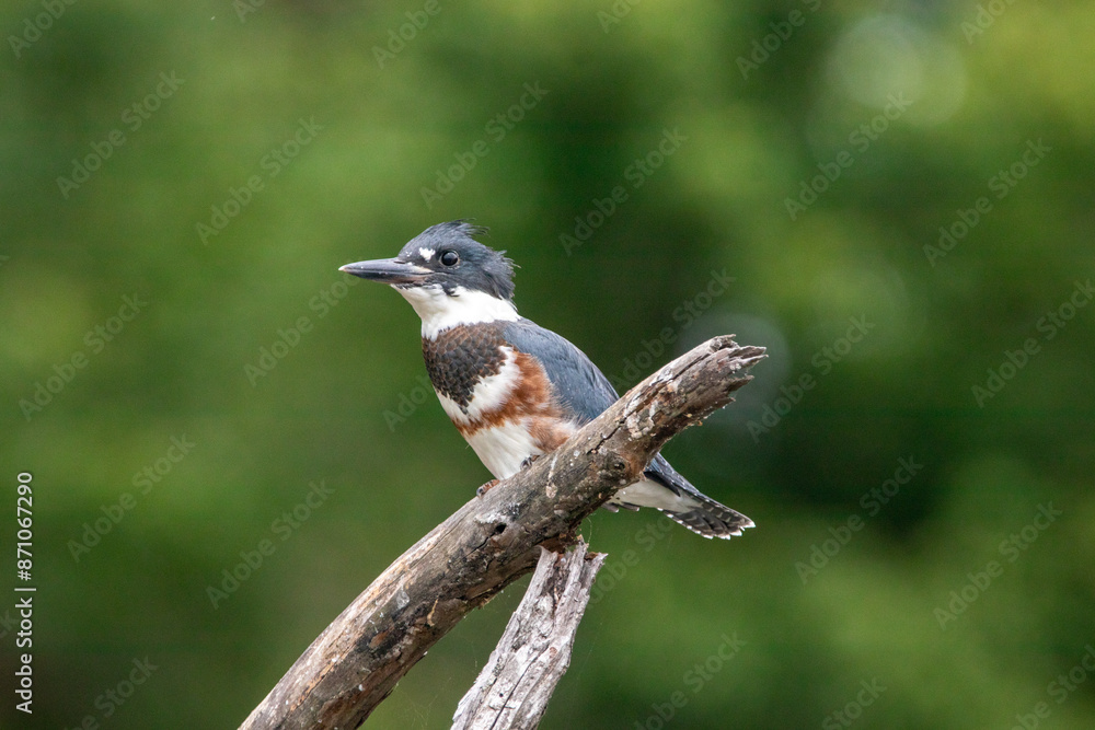 Belted Kingfisher perched above a lake in North Carolina Belted Kingfisher perched above a lake in North Carolina
