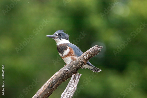 Belted Kingfisher perched above a lake in North Carolina