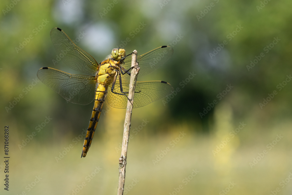 Lecicha pospolita (Orthetrum cancellatum) - ważka. Lecicha pospolita (Orthetrum cancellatum) - ważka.
