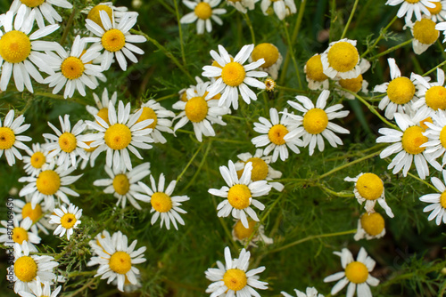 Chamomile spring flower background. Daisy meadow. Chamomile flowers. Spring background. Alternative medicine. High quality photo