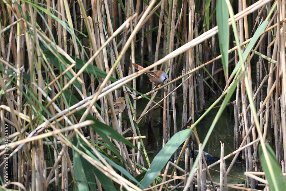 Bearded tit birds in the tall grass Bearded tit birds in the tall grass