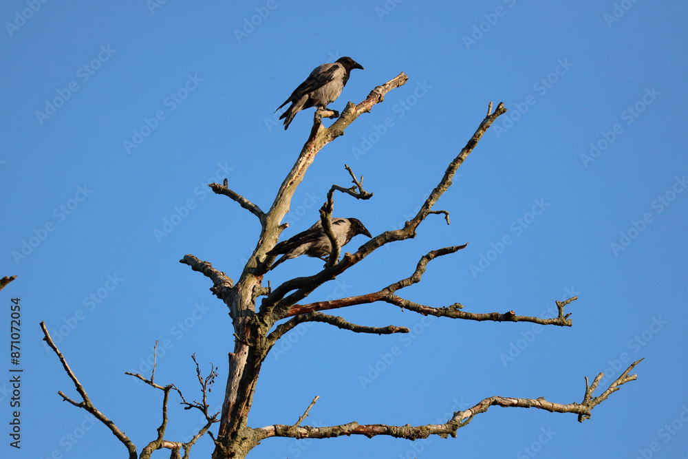 Hooded crows black and grey Hooded crows black and grey