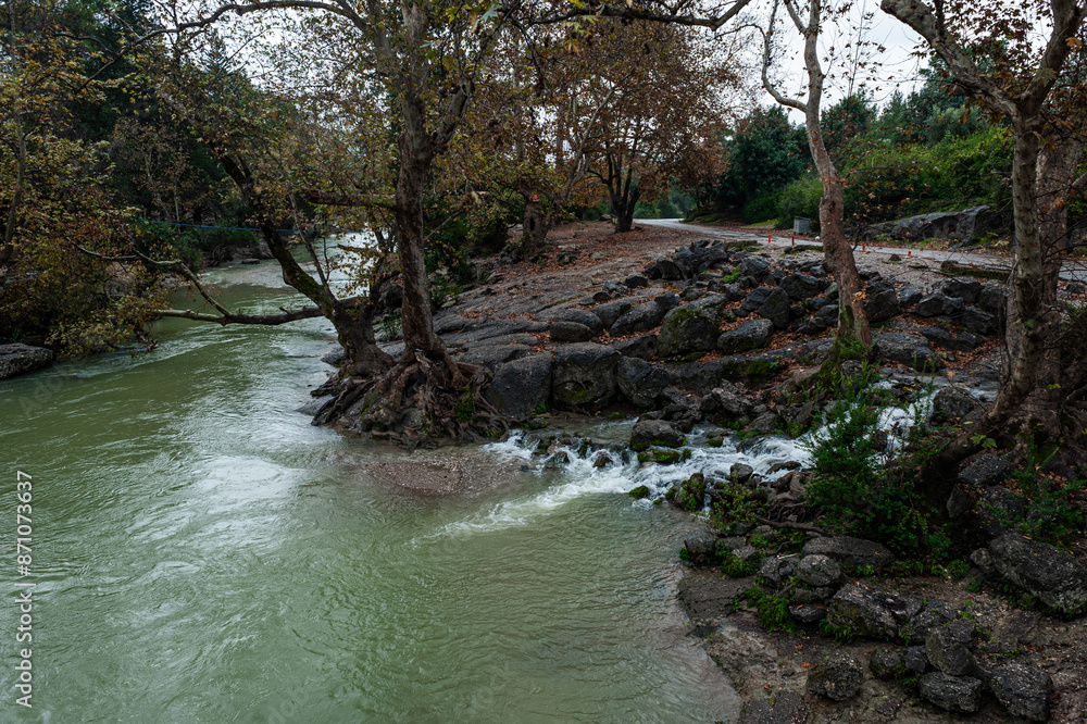 Obraz premium Turkey, Tazi