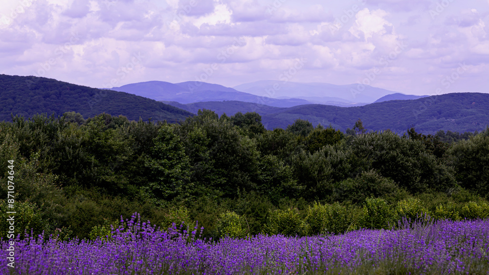 Fototapeta premium Lavender fields against the backdrop of mountains