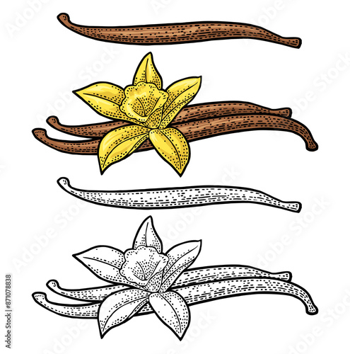 Vanilla stick and flower. Isolated on white background. Vector black vintage engraving illustration